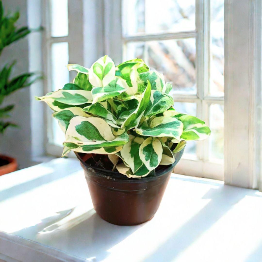 Money Plant